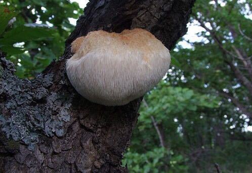 7-12岁孩子调理脾胃可以吃猴头菇,养胃吃猴头菌片