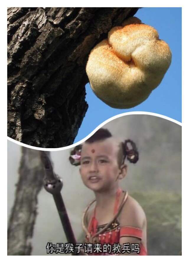 7-12岁孩子调理脾胃可以吃猴头菇,养胃吃猴头菌片