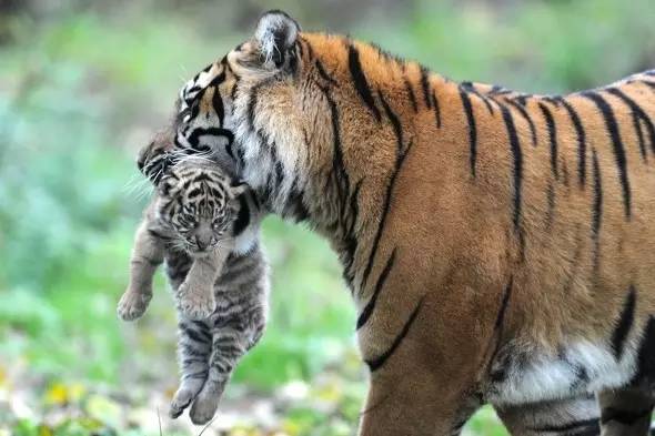 夹猫脖子=点穴?没那么简单!