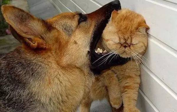 夹猫脖子=点穴?没那么简单!