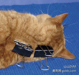 夹猫脖子=点穴?没那么简单!