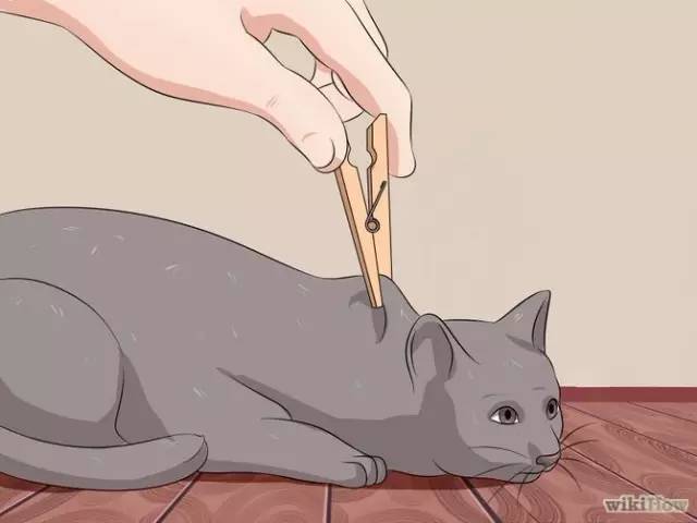 夹猫脖子=点穴?没那么简单!