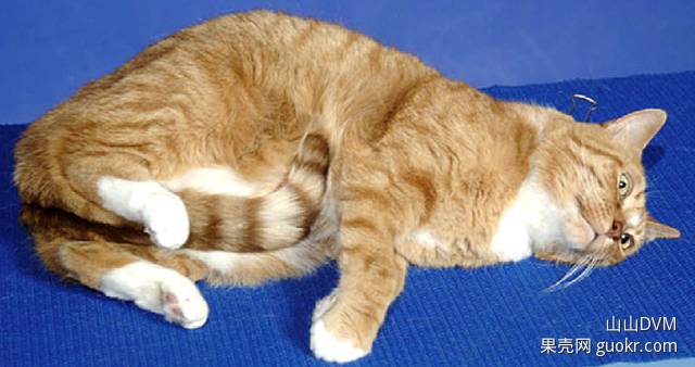 夹猫脖子=点穴?没那么简单!