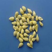 金银花功效与作用,林银花的功效和作用