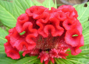 不洁*生活性**后发现*头龟**长了很多小疙瘩，看了医生才知道原来是这样