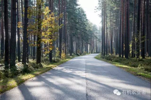 曾经|结伴跑在乡间小路上，跑过了整个童年~~