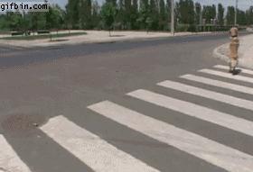 金毛到几个月才颜值巅峰,金毛颜值超高的品种有哪些