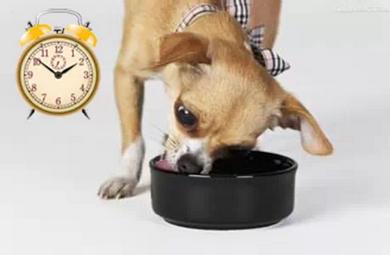 狗狗吃狗粮不积极了怎么回事,怎么样解决狗狗不吃狗粮