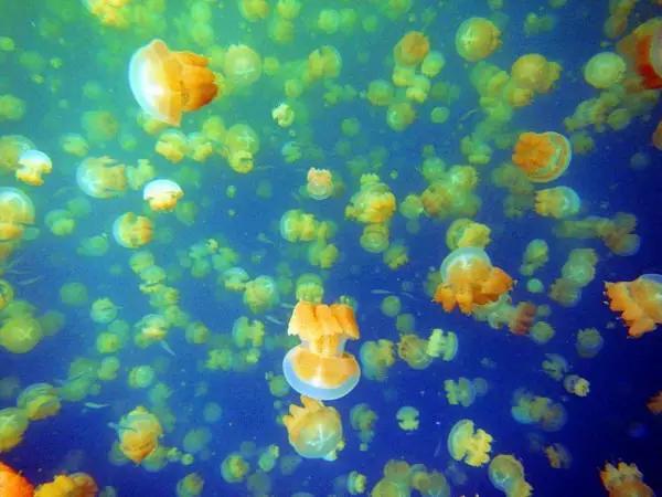 帕劳潜水之旅第三集,帕劳潜水之旅第二部