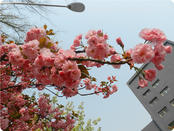 俞敏洪谈大学生为什么要读书,俞敏洪在学校