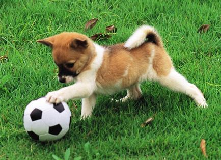 狗狗成长记录1-100天卡点视频,狗狗成长记30天