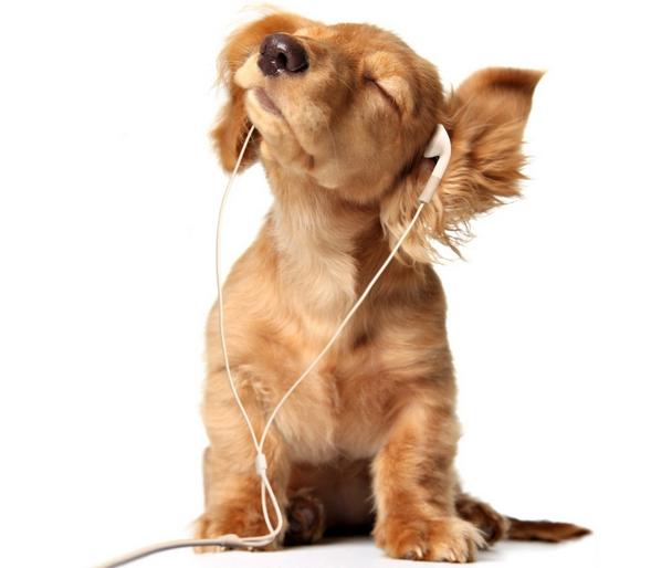 狗狗成长记录1-100天卡点视频,狗狗成长记30天