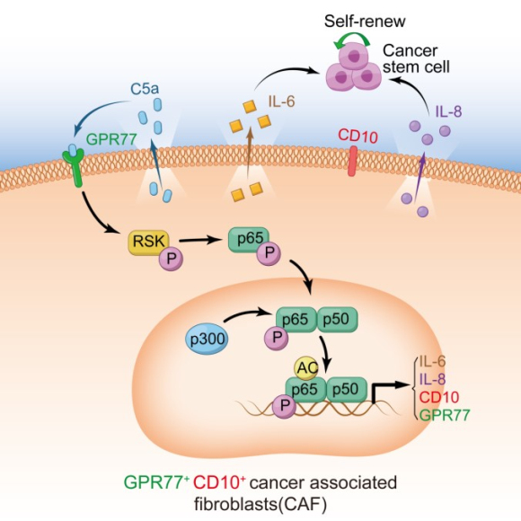 中山大学cell,肿瘤干细胞的研究方法