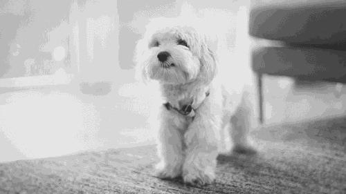 毕竟爱狗｜哈哈哈哈哈哈……听说你们要买狗年单品？我就真的不拦了！