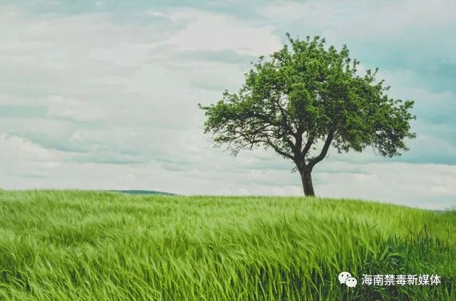 有人举报我吸毒该怎么办,家人吸毒的危害