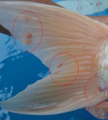 家里的锦鲤长白东西咋办,锦鲤长痘是什么原因