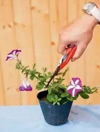 这么给花修剪，让它的株型更漂亮