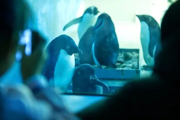 天津极地海洋馆企鹅,南极企鹅在海洋馆的视频