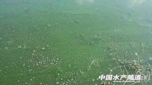 养殖池塘水浑浊怎么处理,如何改善池塘水质老化
