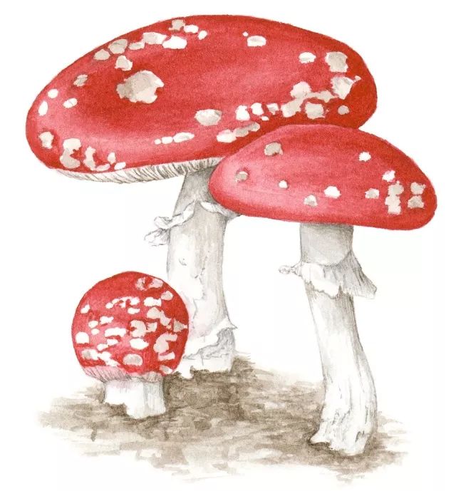 小心这些东西有毒千万别碰,小心有毒的蘑菇完整版