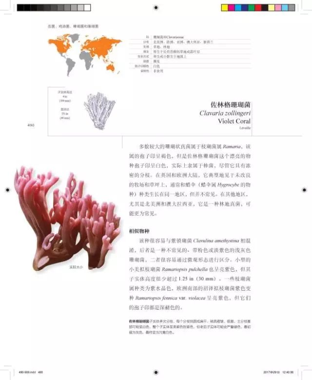 小心这些东西有毒千万别碰,小心有毒的蘑菇完整版