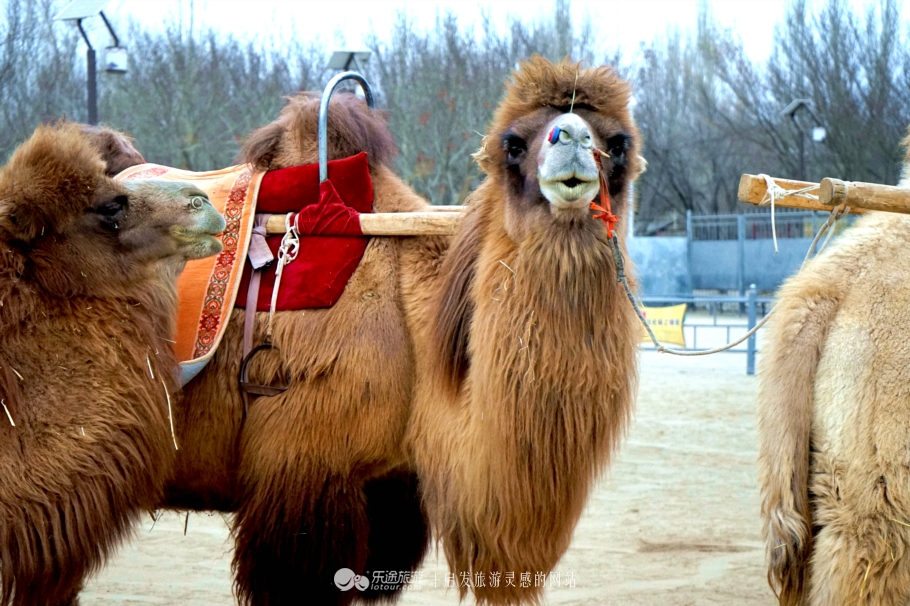 敦煌美食之大漠风情宴,舌尖上的敦煌