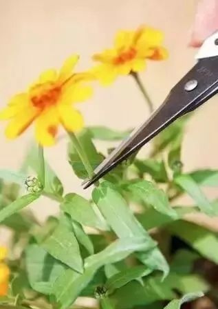 这么给花修剪，让它的株型更漂亮