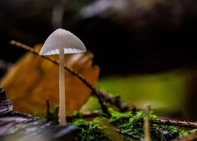 小心这些东西有毒千万别碰,小心有毒的蘑菇完整版