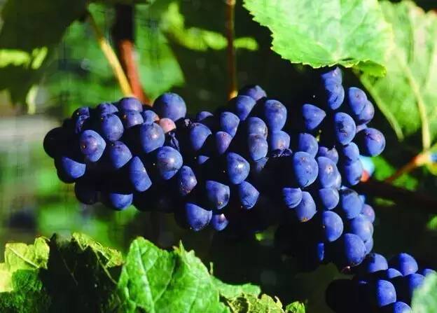 冬季去广西必带特产排行榜推荐,春节广西旅游必备品