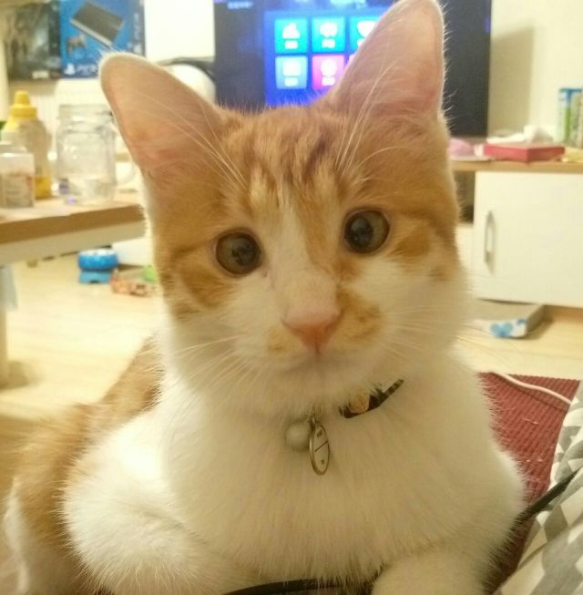 猫咪突然斗鸡眼,猫咪突然眼睑内翻怎么办