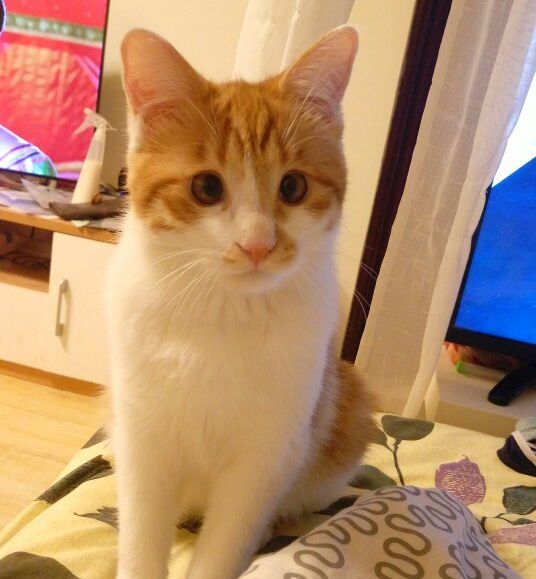 猫咪突然斗鸡眼,猫咪突然眼睑内翻怎么办