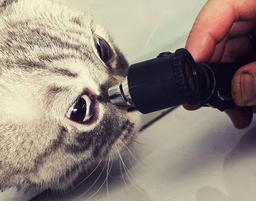 猫咪突然斗鸡眼,猫咪突然眼睑内翻怎么办