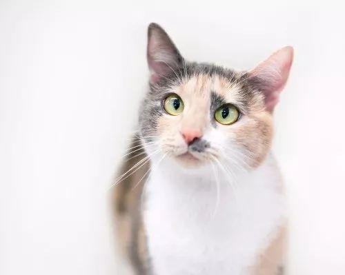 猫咪突然斗鸡眼,猫咪突然眼睑内翻怎么办