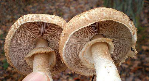 小心这些东西有毒千万别碰,小心有毒的蘑菇完整版