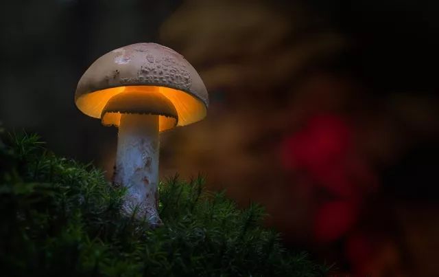 小心这些东西有毒千万别碰,小心有毒的蘑菇完整版