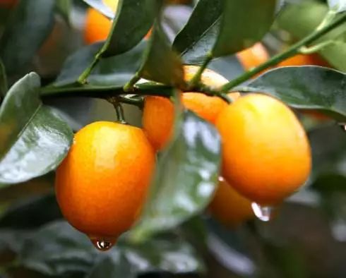 冬季去广西必带特产排行榜推荐,春节广西旅游必备品