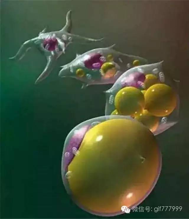 10张图看清人生真相,一张图看懂脂肪多可怕