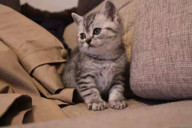 给猫买什么猫粮比较好,给猫最好买什么猫粮