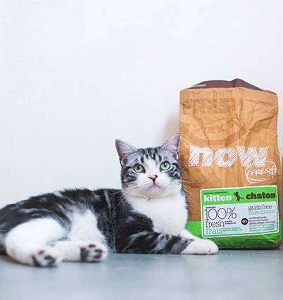 给猫买什么猫粮比较好,给猫最好买什么猫粮