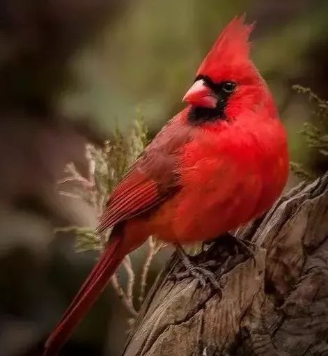 冬奥会中国终于放弃炒蛋，但我们还是被挪威花花辣了眼睛！