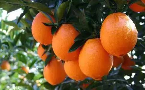 冬季去广西必带特产排行榜推荐,春节广西旅游必备品