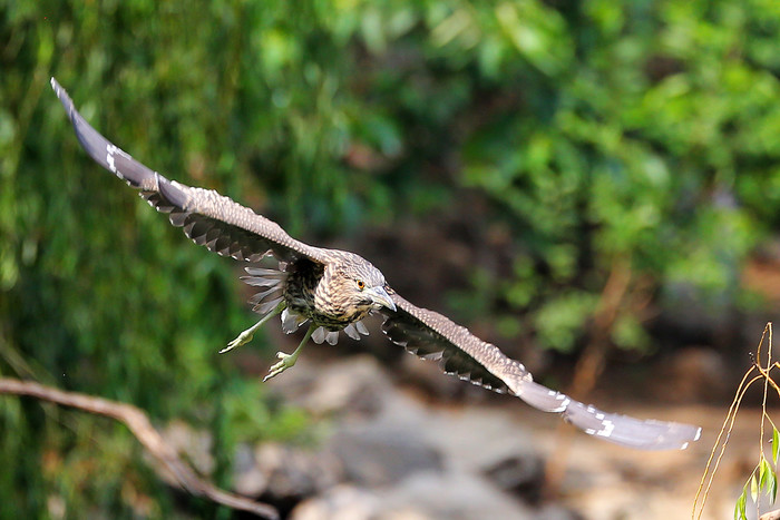 佳能ef70-200f4三代评测,佳能红圈ef100-3005.6