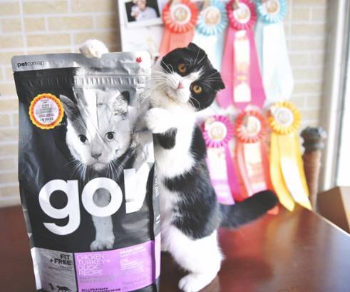 给猫买什么猫粮比较好,给猫最好买什么猫粮