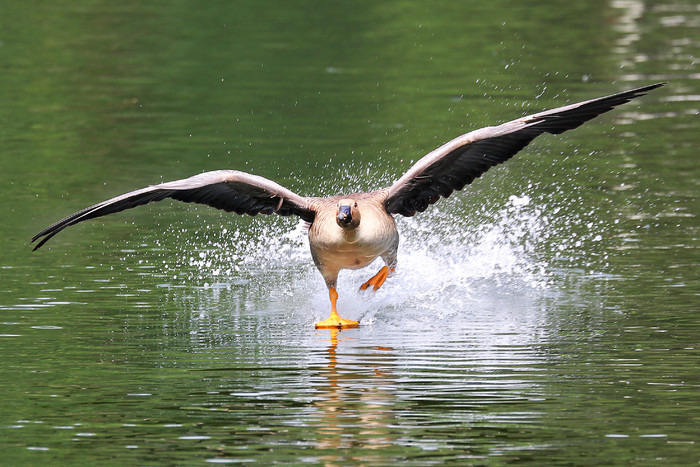 佳能ef70-200f4三代评测,佳能红圈ef100-3005.6