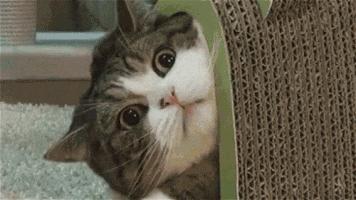 给猫买什么猫粮比较好,给猫最好买什么猫粮