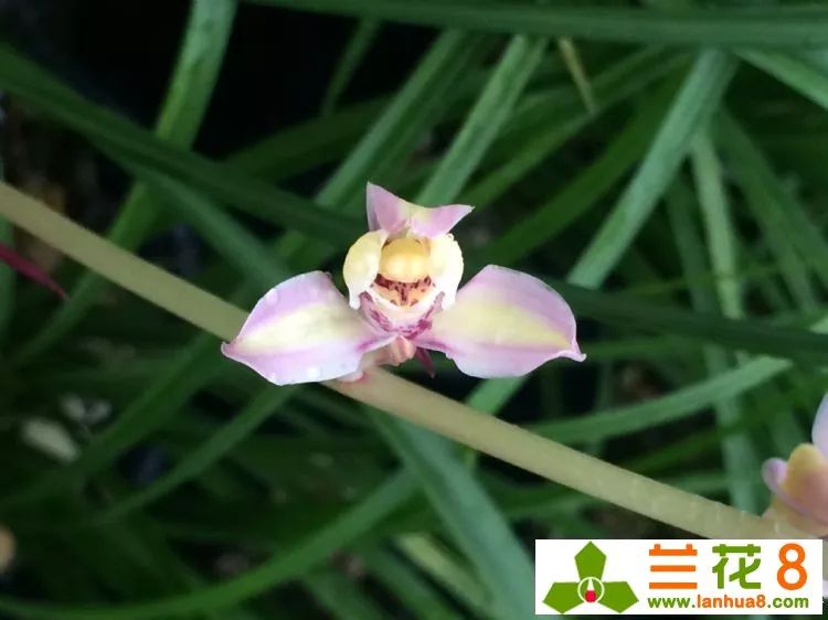 兰花叶子上都是小黑点怎么处理,兰花叶片有小黑点怎么处理