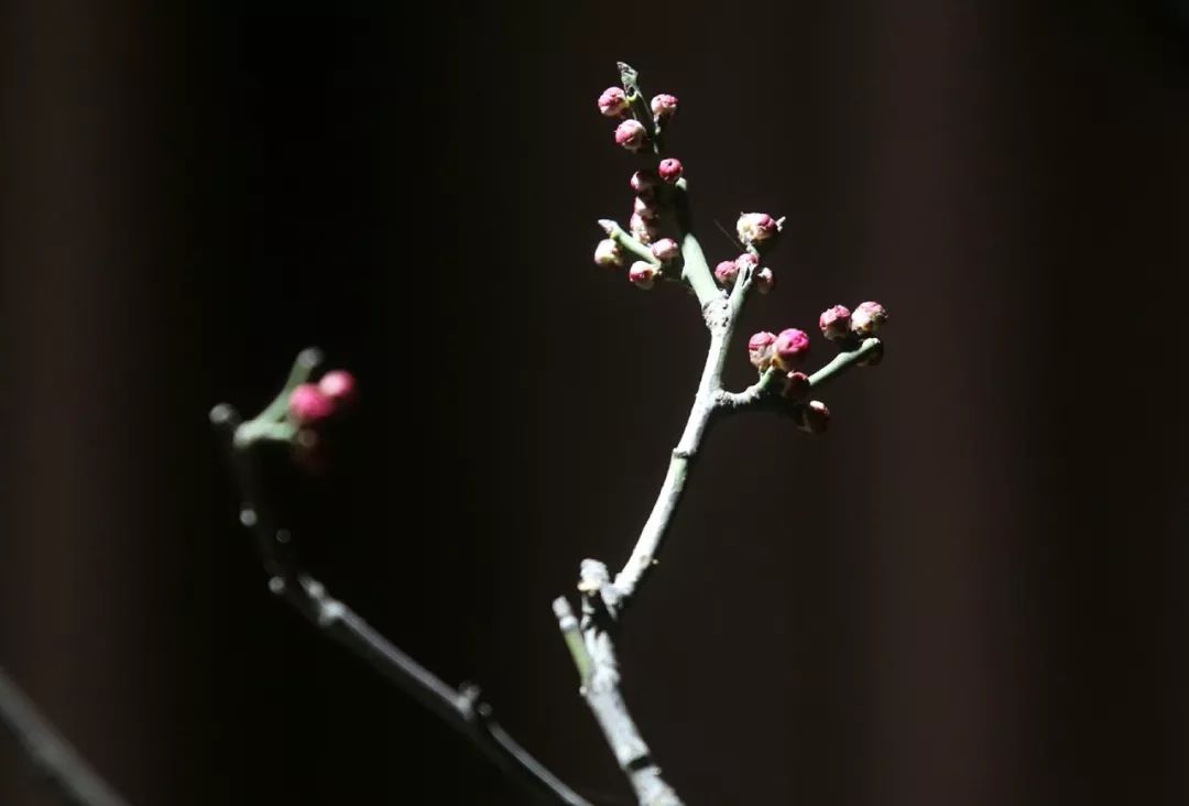 「946·民生」石家庄过年全攻略!医院、银行、演出、商超营业时间地点大汇总!