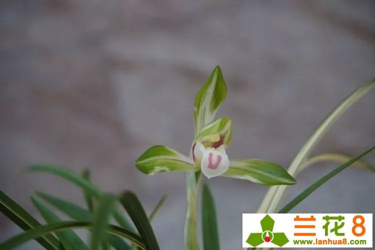 兰花叶子上都是小黑点怎么处理,兰花叶片有小黑点怎么处理