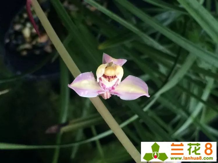 兰花叶子上都是小黑点怎么处理,兰花叶片有小黑点怎么处理