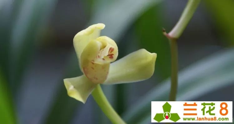 兰花叶子上都是小黑点怎么处理,兰花叶片有小黑点怎么处理